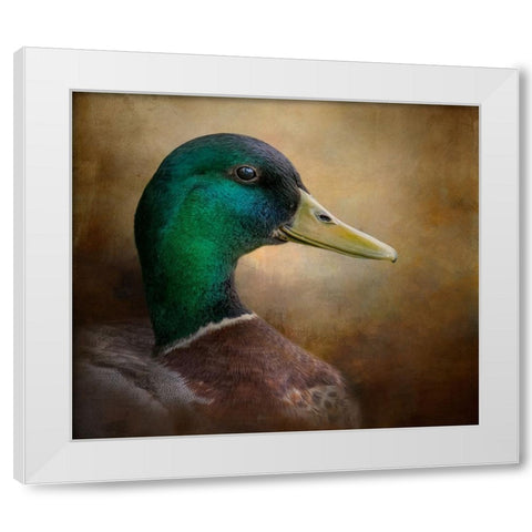 Magnificent Mallard White Modern Wood Framed Art Print by Parker, Kelley