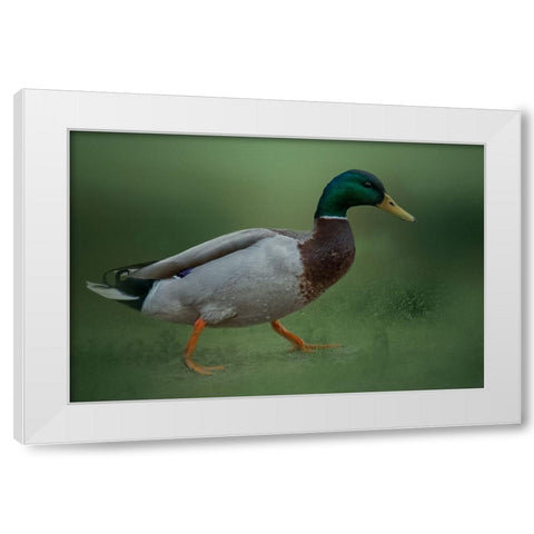 If It Walks Like a Duck White Modern Wood Framed Art Print by Parker, Kelley