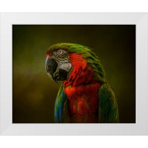 Harlequin Beauty White Modern Wood Framed Art Print by Parker, Kelley