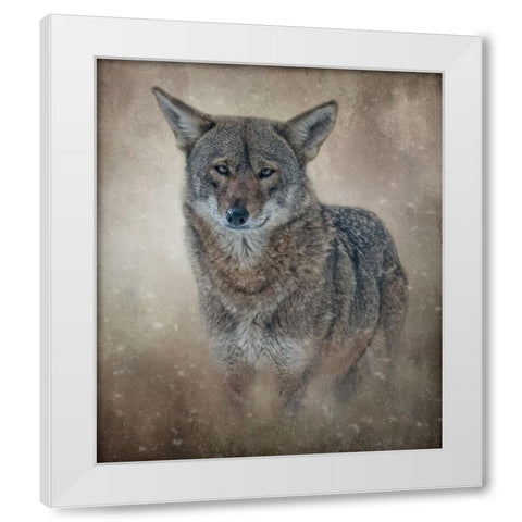 In the Veil of Winter White Modern Wood Framed Art Print by Parker, Kelley