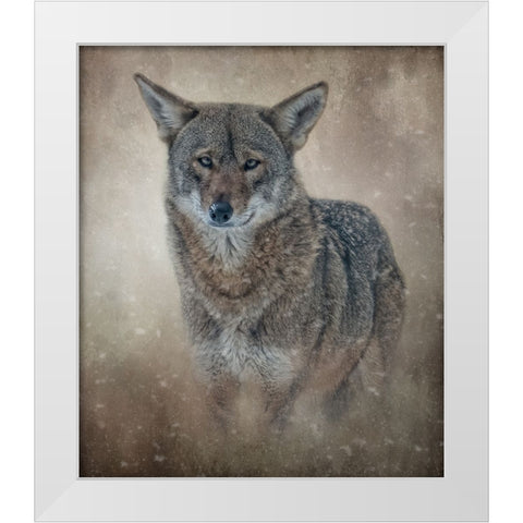 In the Veil of Winter White Modern Wood Framed Art Print by Parker, Kelley