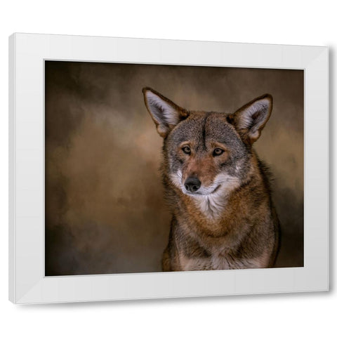 Red Bandit White Modern Wood Framed Art Print by Parker, Kelley