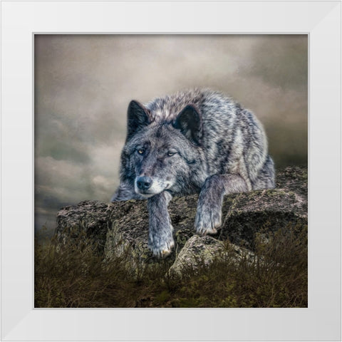 Rocky Perch White Modern Wood Framed Art Print by Parker, Kelley