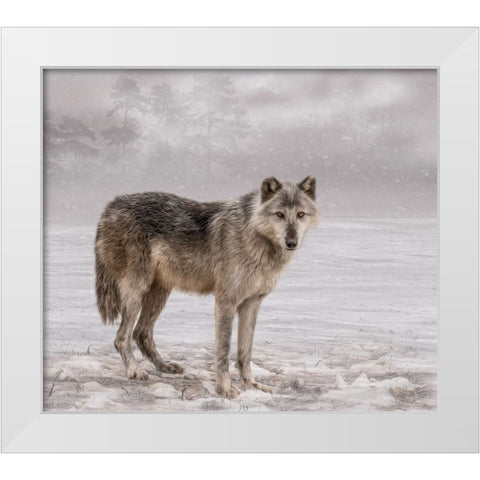 The Wolf of Winter White Modern Wood Framed Art Print by Parker, Kelley