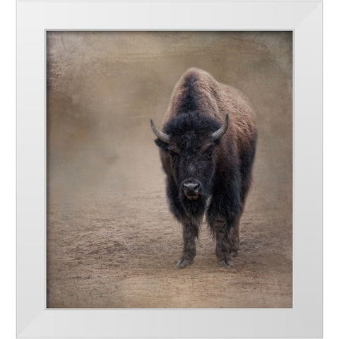 Miss Shaggy White Modern Wood Framed Art Print by Parker, Kelley