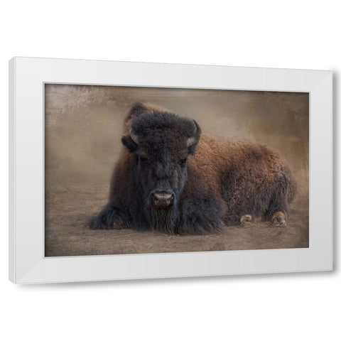 Bison at Rest White Modern Wood Framed Art Print by Parker, Kelley