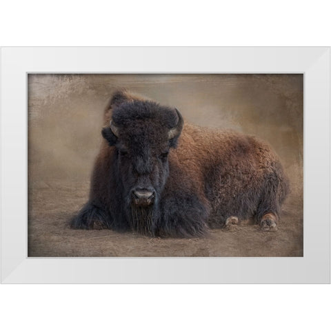 Bison at Rest White Modern Wood Framed Art Print by Parker, Kelley