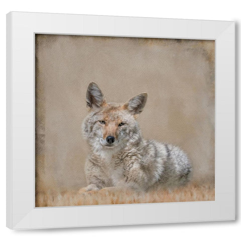 Perfect Pose White Modern Wood Framed Art Print by Parker, Kelley