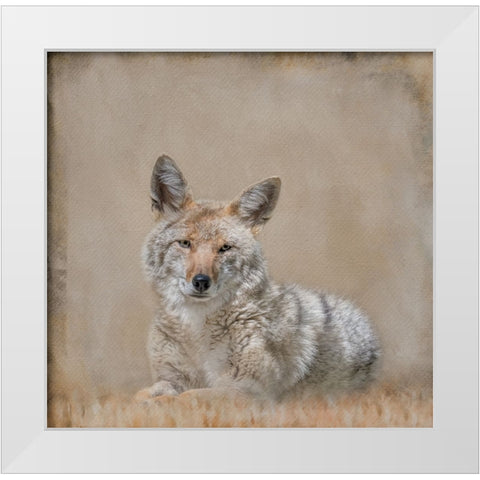 Perfect Pose White Modern Wood Framed Art Print by Parker, Kelley