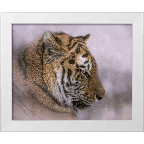 Snow Tiger White Modern Wood Framed Art Print by Parker, Kelley