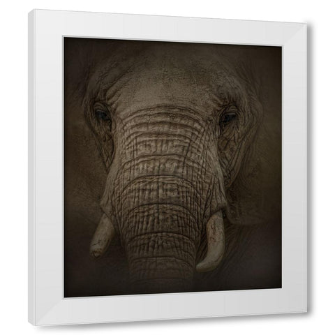 Elephant Dreams White Modern Wood Framed Art Print by Parker, Kelley