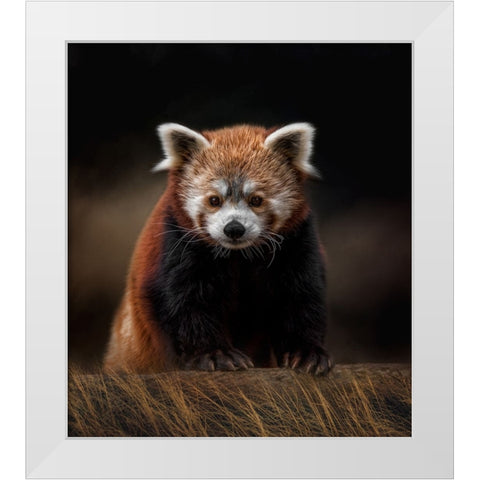 The Explorer White Modern Wood Framed Art Print by Parker, Kelley