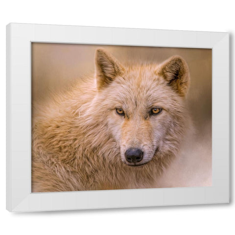 Clever Eyes White Modern Wood Framed Art Print by Parker, Kelley