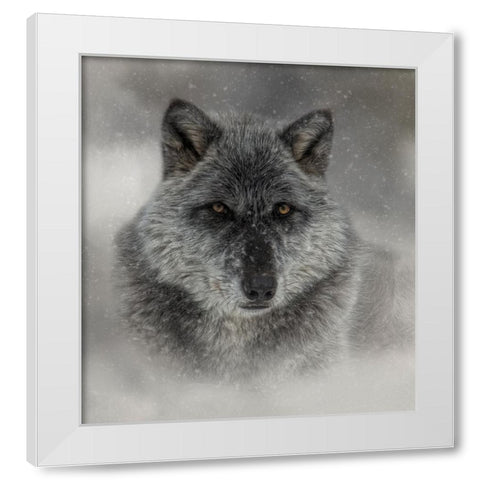 Winter Wolf White Modern Wood Framed Art Print by Parker, Kelley