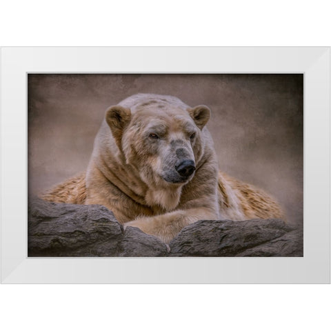 A Bears Life White Modern Wood Framed Art Print by Parker, Kelley