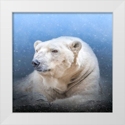 Snow King White Modern Wood Framed Art Print by Parker, Kelley