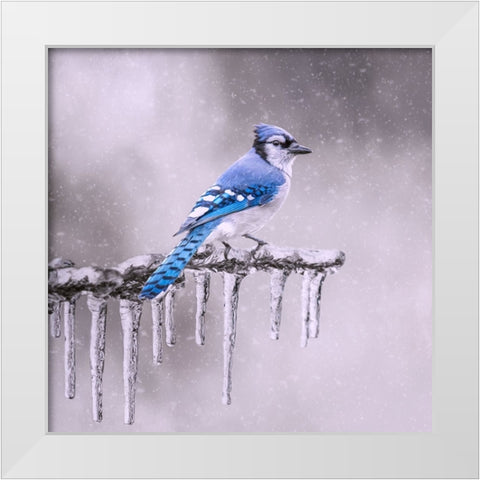 Cold Feet White Modern Wood Framed Art Print by Parker, Kelley