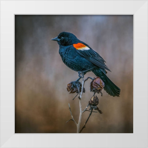 Bringer of Spring White Modern Wood Framed Art Print by Parker, Kelley