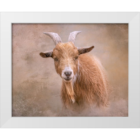 Goat Goodness White Modern Wood Framed Art Print by Parker, Kelley