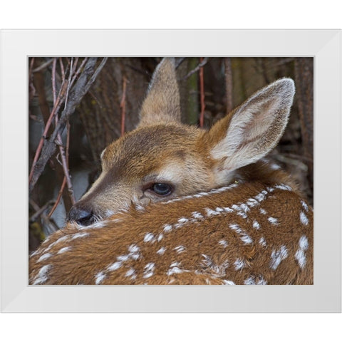Mule Deer Fawn White Modern Wood Framed Art Print by McFerrin, Larry