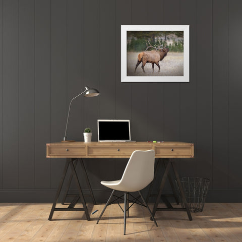 Bull Elk White Modern Wood Framed Art Print by McFerrin, Larry