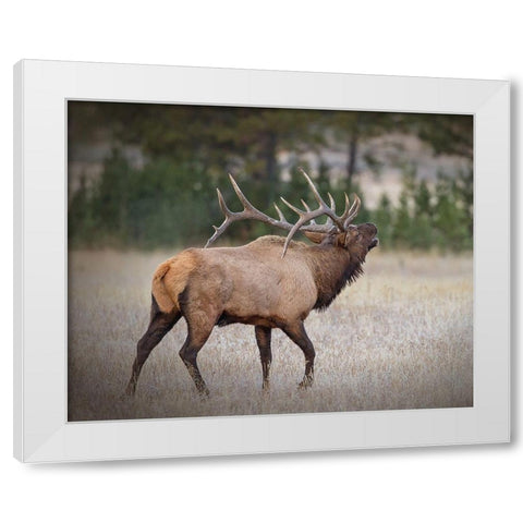 Bull Elk White Modern Wood Framed Art Print by McFerrin, Larry