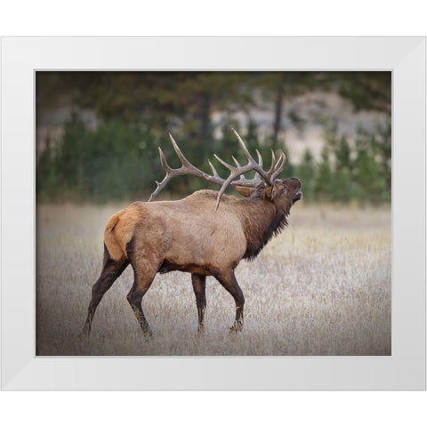 Bull Elk White Modern Wood Framed Art Print by McFerrin, Larry