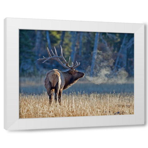 Bull elk White Modern Wood Framed Art Print by McFerrin, Larry