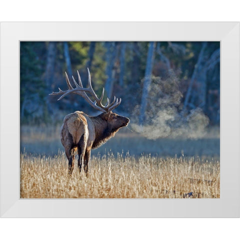 Bull elk White Modern Wood Framed Art Print by McFerrin, Larry