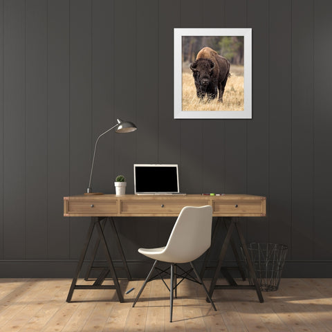 Bull Bison White Modern Wood Framed Art Print by McFerrin, Larry