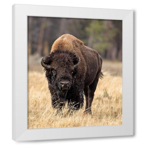 Bull Bison White Modern Wood Framed Art Print by McFerrin, Larry