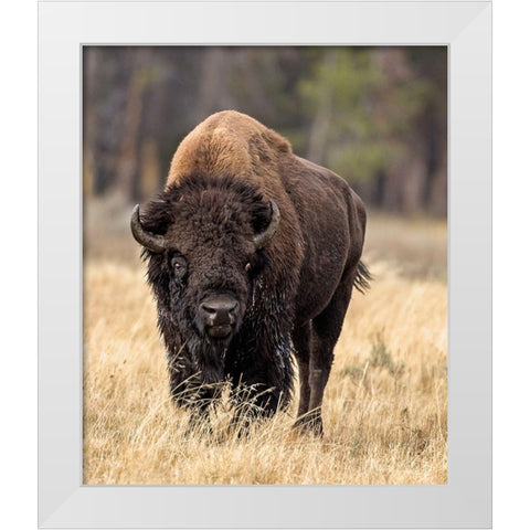 Bull Bison White Modern Wood Framed Art Print by McFerrin, Larry