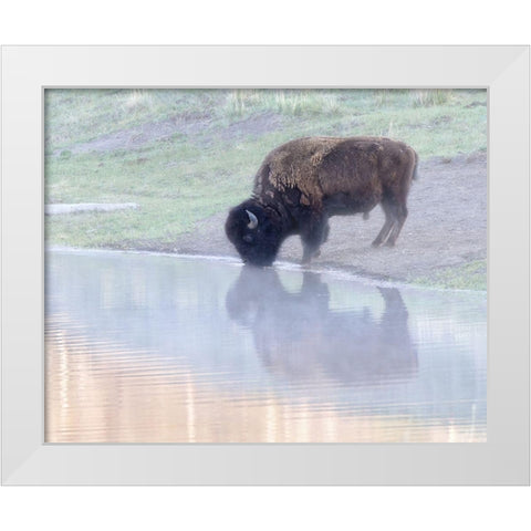 Bison White Modern Wood Framed Art Print by McFerrin, Larry