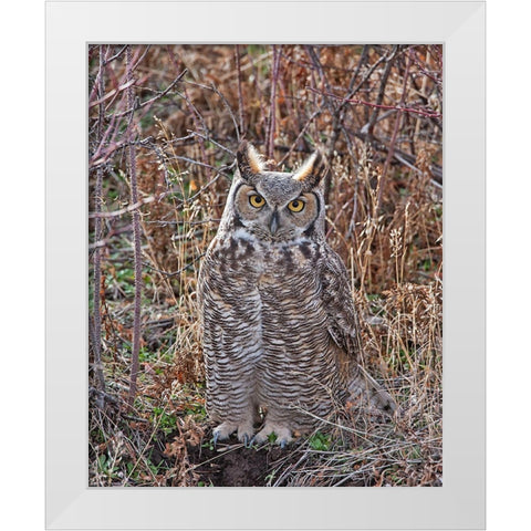 Great Horned Owl White Modern Wood Framed Art Print by McFerrin, Larry