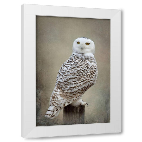 Snowy Owl White Modern Wood Framed Art Print by McFerrin, Larry