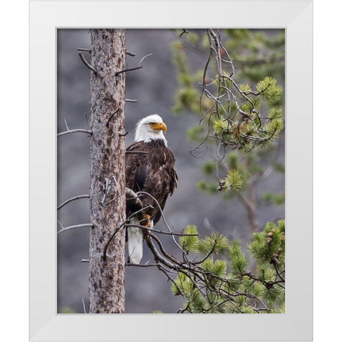 Bald Eagle White Modern Wood Framed Art Print by McFerrin, Larry