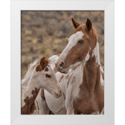 Gypsy and Sentinel - S Steens Wild Mustangs White Modern Wood Framed Art Print by McFerrin, Larry