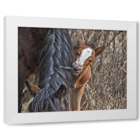 Ochoco Wild Foal - Big Summit HMA White Modern Wood Framed Art Print by McFerrin, Larry