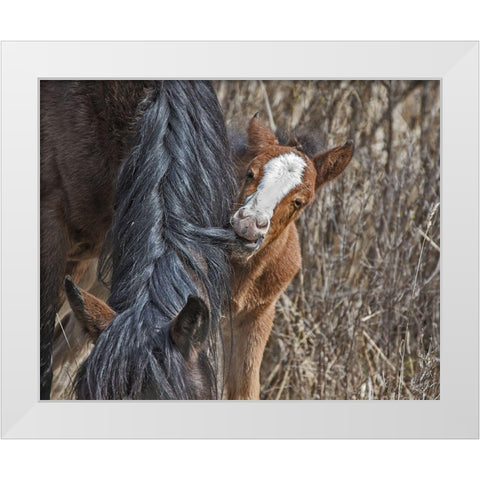 Ochoco Wild Foal - Big Summit HMA White Modern Wood Framed Art Print by McFerrin, Larry