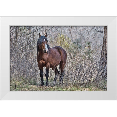 Ochoco Wild Stallion - Big Summit White Modern Wood Framed Art Print by McFerrin, Larry