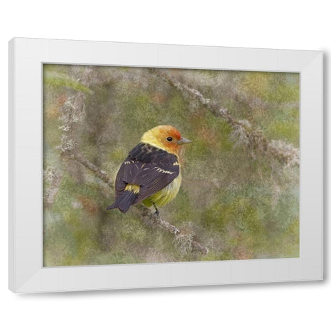 Western Tanager White Modern Wood Framed Art Print by McFerrin, Larry