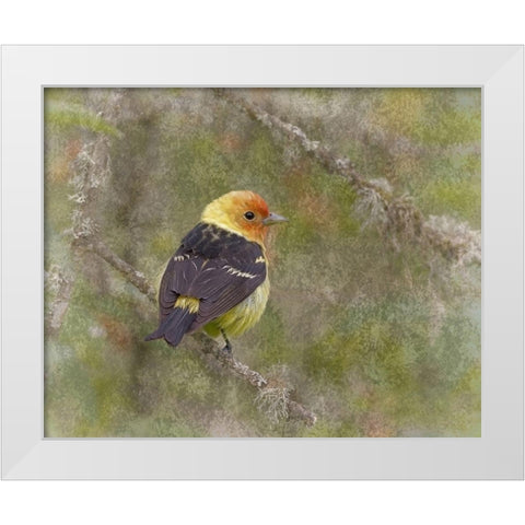 Western Tanager White Modern Wood Framed Art Print by McFerrin, Larry