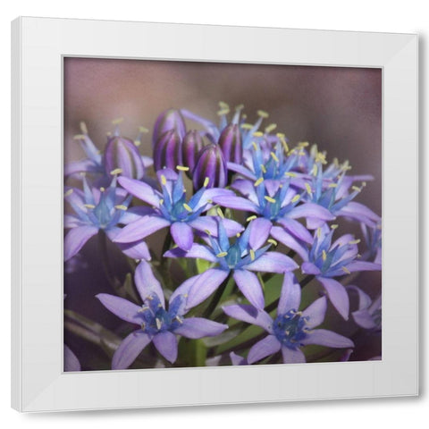 Hyacine White Modern Wood Framed Art Print by McFerrin, Larry