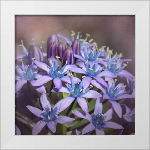 Hyacine White Modern Wood Framed Art Print by McFerrin, Larry