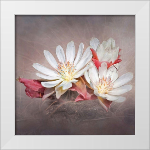 Bitterrott White Modern Wood Framed Art Print by McFerrin, Larry