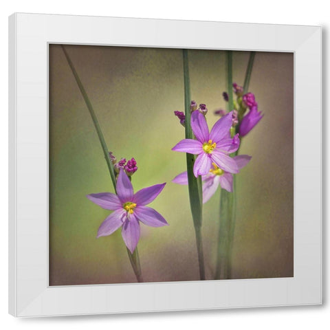 Blue-Eyed Grass Ochoco White Modern Wood Framed Art Print by McFerrin, Larry