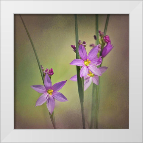 Blue-Eyed Grass Ochoco White Modern Wood Framed Art Print by McFerrin, Larry