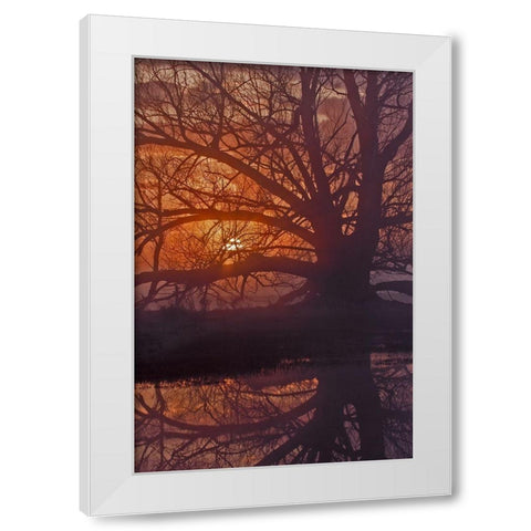 Foggy Sunrise White Modern Wood Framed Art Print by McFerrin, Larry