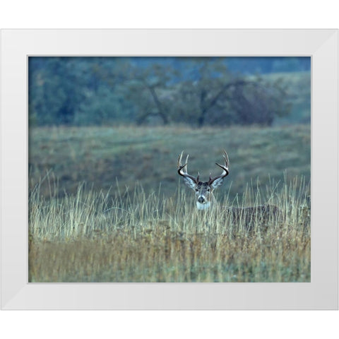 Montana Whitetail Buck White Modern Wood Framed Art Print by McFerrin, Larry