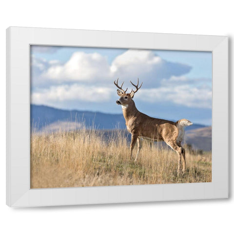 Montana Whitetail Buck II White Modern Wood Framed Art Print by McFerrin, Larry